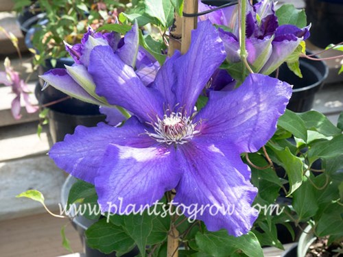 Clematis Vancouver Danielle
Deep purple-blue 6-8 inch flowers with striking red tipped stamens blooming late Spring